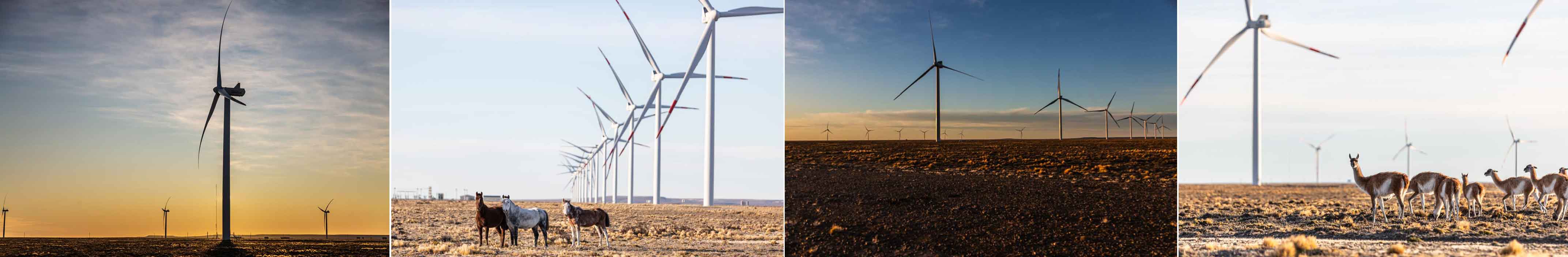 imagenes del campo con llamas y caballos con molinos de energía