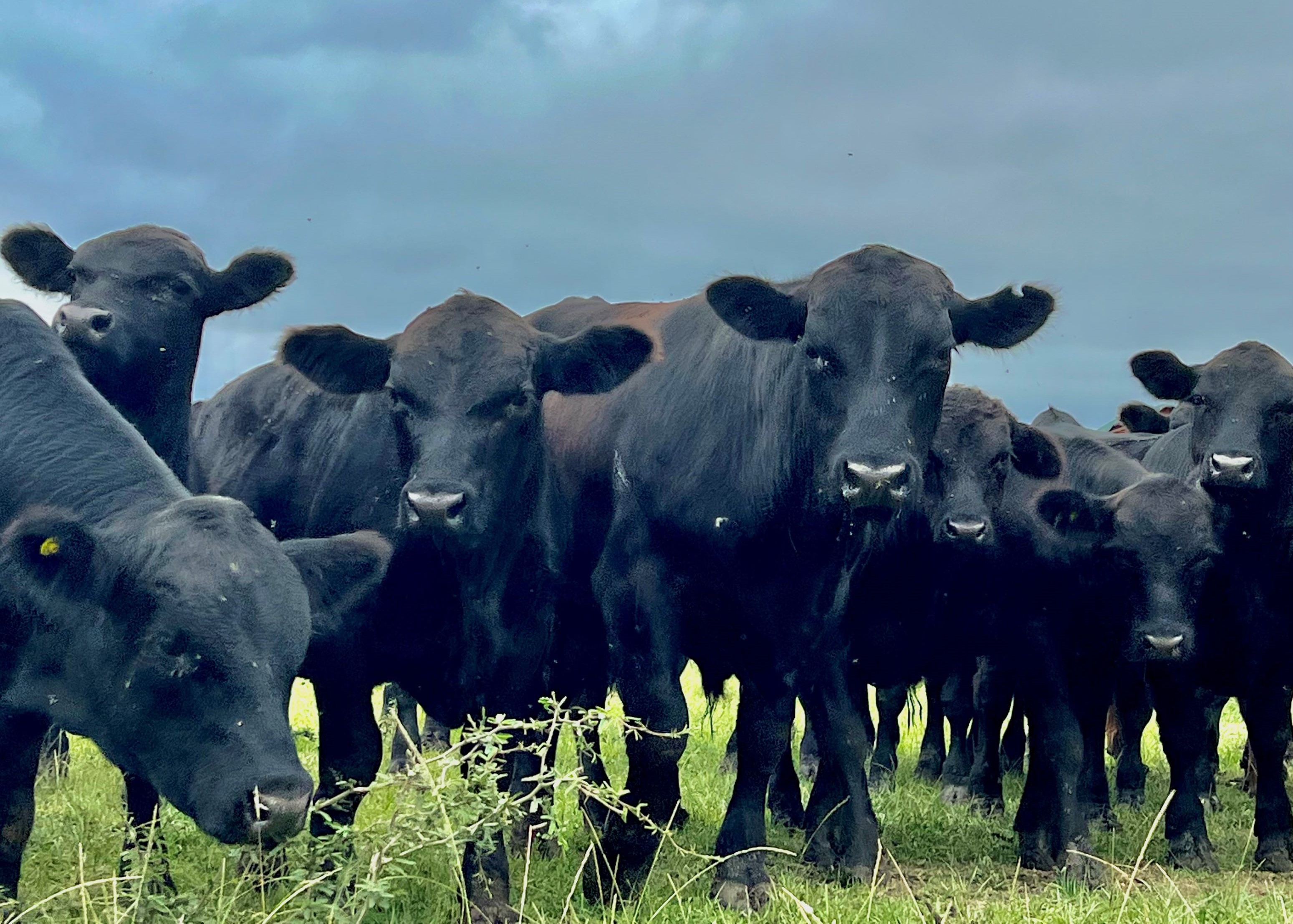 Una pequeña manada de vacas mirando a cámara