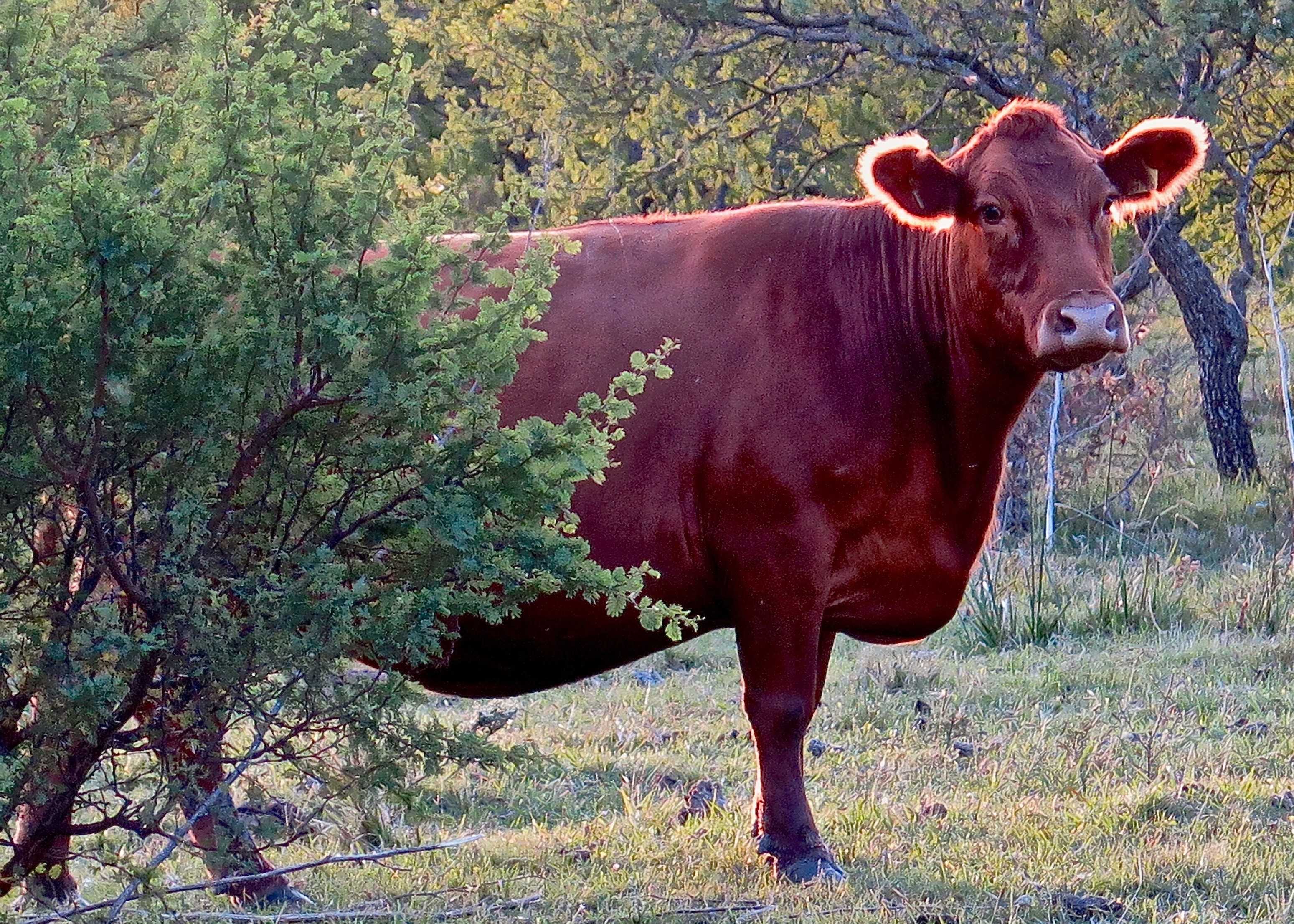 Una vaca de perfil de cuerpo entero